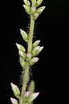 Culver's root